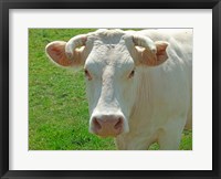 Framed Charolais Cow