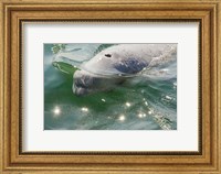 Framed Beluga Whale in Canada