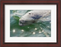 Framed Beluga Whale in Canada