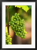 Framed Fidal Vineyard