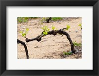 Framed Vineyard of Pierre Gaillard in Malleval