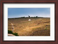 Framed Terraced Vineyards in the Cote Rotie District