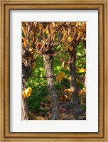 Framed Golden Vineyard in Late Afternoon