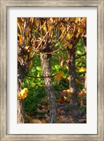 Framed Golden Vineyard in Late Afternoon