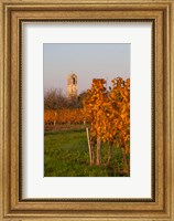 Framed Autumn Colors in the Vineyard
