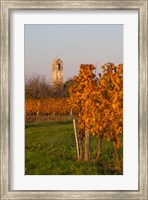 Framed Autumn Colors in the Vineyard