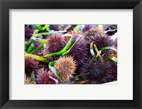 Framed Street Market Stall with Sea Urchins Oursin, France