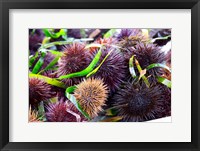 Framed Street Market Stall with Sea Urchins Oursin, France