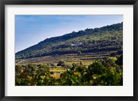 Framed Vacqueyras Vineyards, France