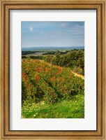 Framed Chateau Romanin Vineyard, St Remy de Provence France