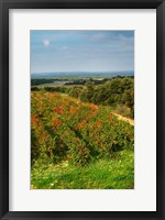 Framed Chateau Romanin Vineyard, St Remy de Provence France