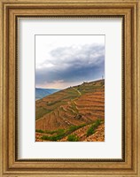 Framed Les Bessards Vineyard, Tain-la'Hermitage, France