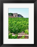Framed Domaine la Tour Vieille, Vineyard, France