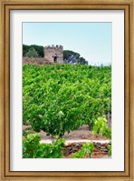 Framed Domaine la Tour Vieille, Vineyard, France