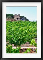 Framed Domaine la Tour Vieille, Vineyard, France