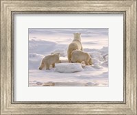 Framed Polar Bear in Churchill