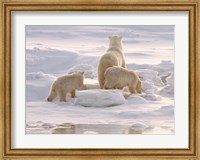 Framed Polar Bear in Churchill