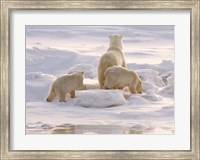 Framed Polar Bear in Churchill