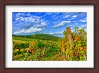 Framed Vienna vineyards, Austria