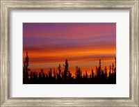 Framed Sunrise Over a Boreal Forest
