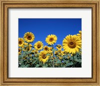 Framed Sunflowers, France