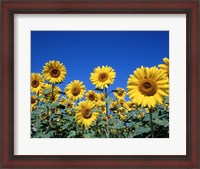 Framed Sunflowers, France