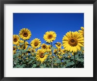 Framed Sunflowers, France