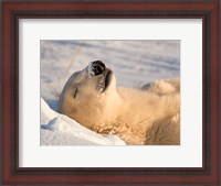 Framed Sleeping Polar Bear