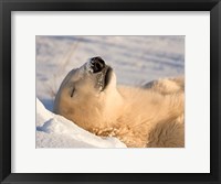 Framed Sleeping Polar Bear
