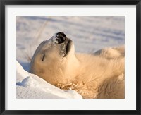 Framed Sleeping Polar Bear