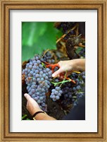 Framed Vineyard Worker Harvesting Grenache Noir Grapes