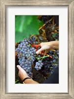 Framed Vineyard Worker Harvesting Grenache Noir Grapes