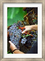 Framed Vineyard Worker Harvesting Grenache Noir Grapes