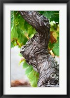 Framed Branch of Old Vine with Gnarled Bark