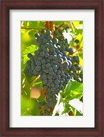 Framed Cabernet Sauvignon Vineyard, Bordeaux, France