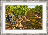 Framed Cabernet Sauvignon Vines, Chateau Belgrave