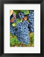 Framed Chateau Carignan, Merlot Grape Vineyard