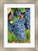 Framed Chateau Carignan, Merlot Grape Vineyard