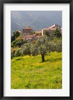 Framed Olive Groves, Ste-Lucie de Tallano
