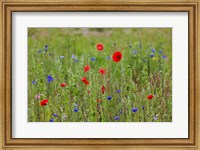 Framed Poppies, Dunkerque