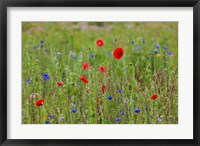 Framed Poppies, Dunkerque