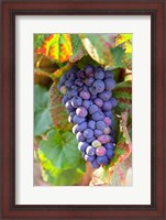 Framed Pinot Noir vineyard, Chambertin