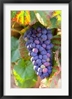 Framed Pinot Noir vineyard, Chambertin