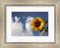 Framed Sunflower field in Loire Valley France