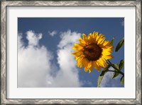 Framed Sunflower field in Loire Valley France