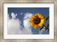 Framed Sunflower field in Loire Valley France