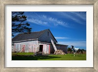 Framed Weathered barn and horse, Guysborough County, Nova Scotia, Canada