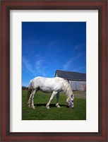Framed White Horse and Barn, Guysborough County, Nova Scotia, Canada