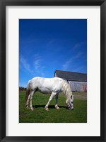 Framed White Horse and Barn, Guysborough County, Nova Scotia, Canada