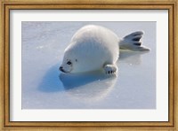 Framed Harp Seal Pup on Ice